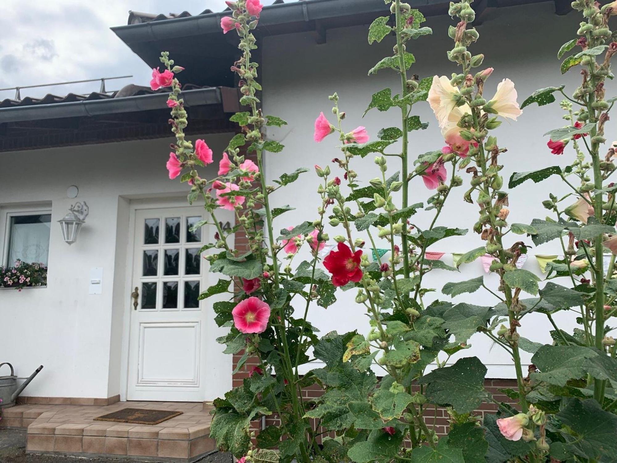 Dornroeschen Osterode am Harz
